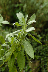 Pflanze in einem Kräuergarten: Blätter des Salbei (lat. Salvia)