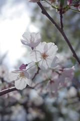 日本の桜