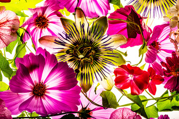 a beautiful floral background from flower petals