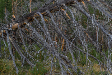 Dry dead red gray tree felled on branches after fire, lies in light grass. Green pine trees forest background. Baikal nature.