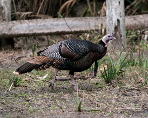 Wild turkey photo stock. Wild turkey close-up profile view in its environment and habitat displaying tail feathers, head, beak, legs, plumage with a blur background. Image. Picture. Portrait.