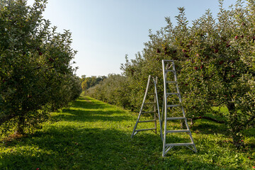 Ladders for apple picking in an orchard