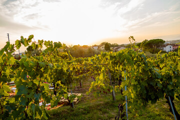 Vineyard during sunset close to Vinci, Tuscany Italy