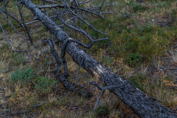 Dry dead gray tree trunk and twisting curves branch after fire, felled, lies in green grass. Perfect for each other
