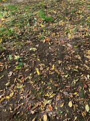 autumn leaves on the ground