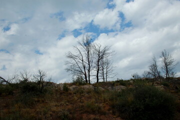 arbres nus dans le ciel