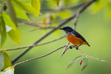 Orange - bellied Flowerpecker