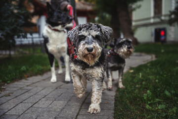 miniature schnauzer on a walk in the city.