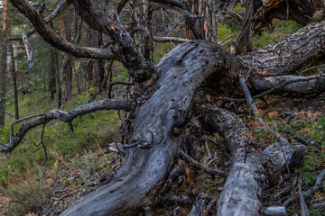 Fototapeta premium Dry dead twisting curves tree after fire, felled, lies in light grass. Green pine trees forest background. Baikal nature.