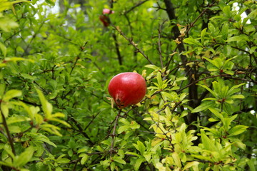 Grenadier et sa grenade