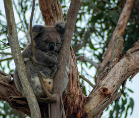 koala bear sitting on tree