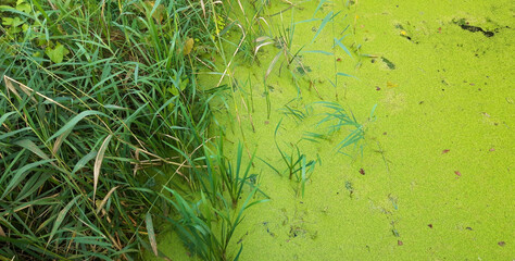 Reed bed and green duckweed tightly covering the water surface 