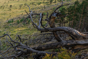 Old dry dead dark curves twisted tree with branches, lies after fire on yellow grassy slope of mountain with forest. Top view. Baikal