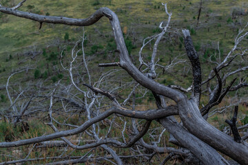 Dry dead gray curves twisted in spiral tree branches after fire on green mountain. Top view