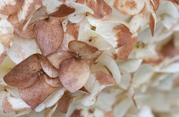 Light brown hydrangea flowers after flowering in white