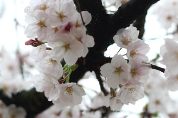 Close up of pretty sakura (cherry blossom) tree against blue sky, soft focus