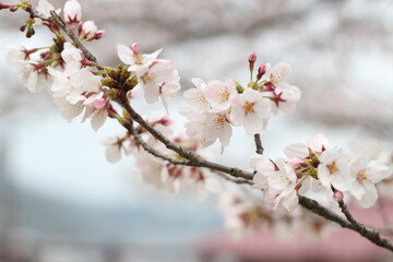 Beautiful and lovely pink cherry blossom (sakura) flower, soft focus
