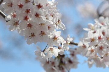 Close up of beautiful little pink cherry blossom (sakura), wallpaper background, soft focus
