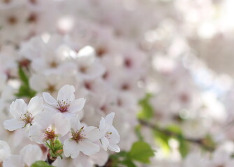 Beautiful and lovely pink cherry blossom (sakura) flower, soft focus