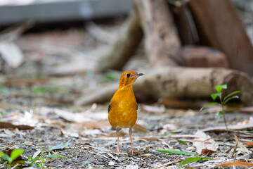 Orange - headed Thrush