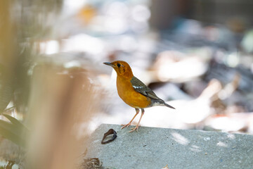 Orange - headed Thrush
