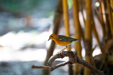 Orange - headed Trush