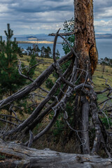 Old dry dead red curves twisted Baikal tree with gray branches vertically felled after fire, lies on grassy slope of mountain. Upside down. Blue lake background. Tragedy