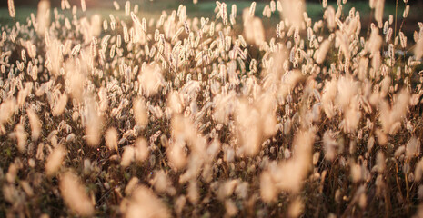 Fresh juicy green grass for summer