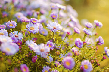 Beautiful fresh daisies bloom outdoors in the field