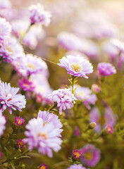 Beautiful fresh daisies bloom outdoors in the field