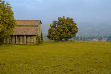 Fototapeta na wymiar old barn in the field, yellow fall tree across the foggy landscape. Fall concept. 