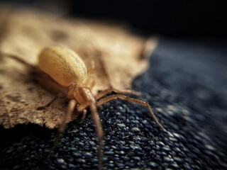 spider on the ground