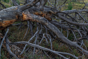 Old dry dead red curves twisted Baikal tree with gray branches felled after fire, lies on grassy slope of mountain. Tragedy