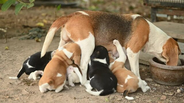 beagle puppies family, Calm mommy dog breastfeeding her beagle puppies with milk