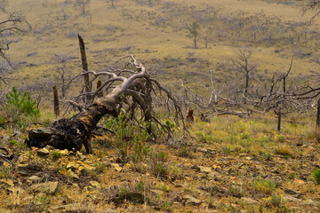 Dry dead gray curves twisted baikal tree with branches felled after fire, lies on yellow grassy slope of mountain. Top view. Warm sun light. Ecology tragedy
