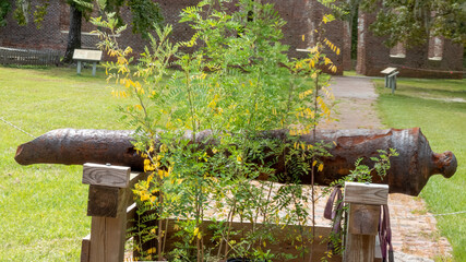 Fototapeta premium Cannon