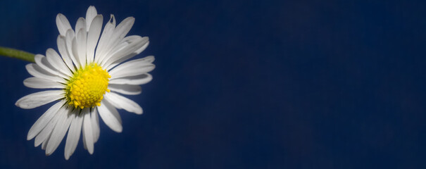 Deko / Banner / wide: Gänseblümchen (lat. Bellis perennis) vor einem dunklen Hintergrund
