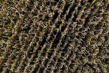 close up of background