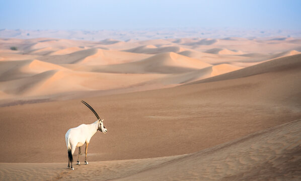 arabian oryx in a desert near Dubai