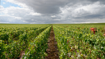 Fototapeta na wymiar Rows of vines in Champagne vineyard