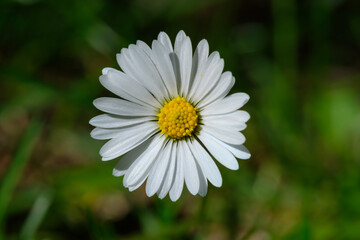 G&auml;nsebl&uuml;mchen (lat. Bellis perennis) vor einem sanften Wiesen-Hintergrund