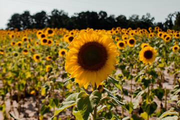 sunflowers in the field