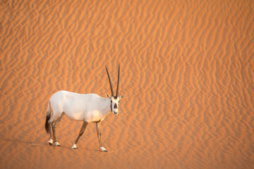 arabian oryx in a desert near Dubai