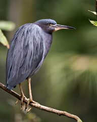 Fototapeta premium Little Blue Heron Stock Photos. Little Blue Heron close-up profile view perched on a branch displaying blue feathers,with a blur background in its environment and habitat. Image. Portrait. Picture.
