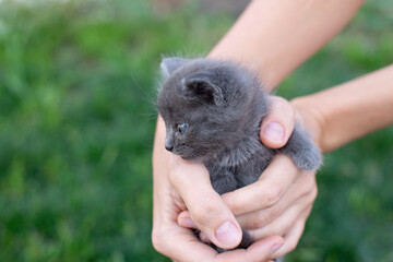 Gray kitten one month old in hands. Cat and lawn outside. Copy space