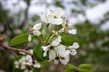 white blooming tree
