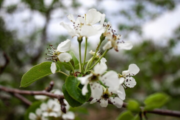 white blooming tree