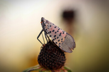 Lanternfly