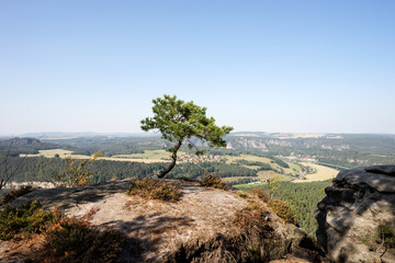 Fototapeta na wymiar Single pine on the rocks of the Lilienstein. Saxon Switzerland. Germany