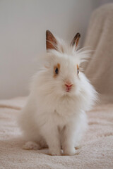 white young rabbit